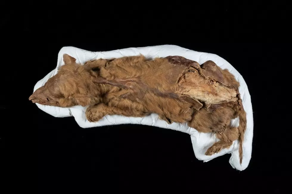 Ancient wolf pup, buried in den for 57K years, uncovered in Yukon permafrost