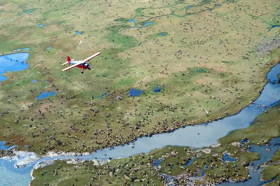 Biden suspends oil leases in Arctic National Wildlife Refuge