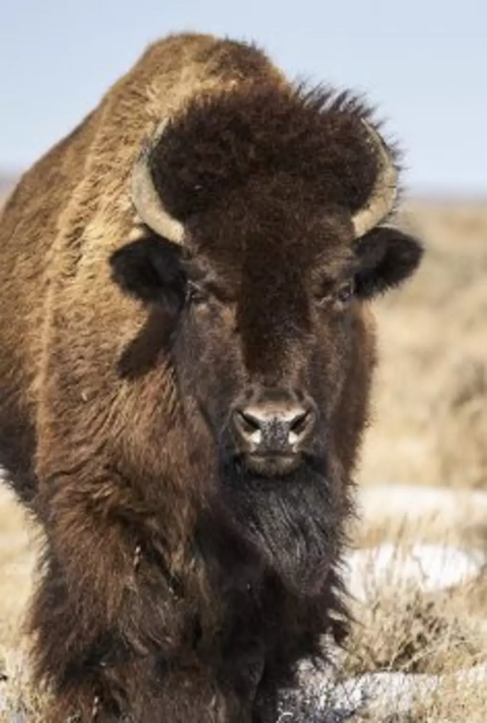 American Prairie Reserve resolves long-running dispute with Phillips County