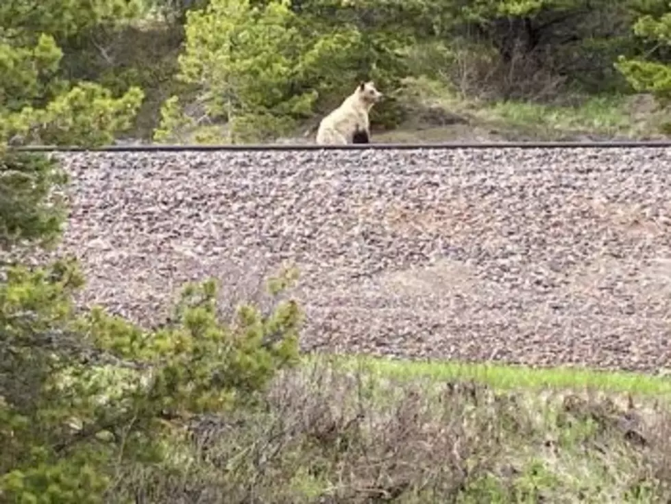 BNSF releases long-awaited plan for mitigating grizzly bear deaths