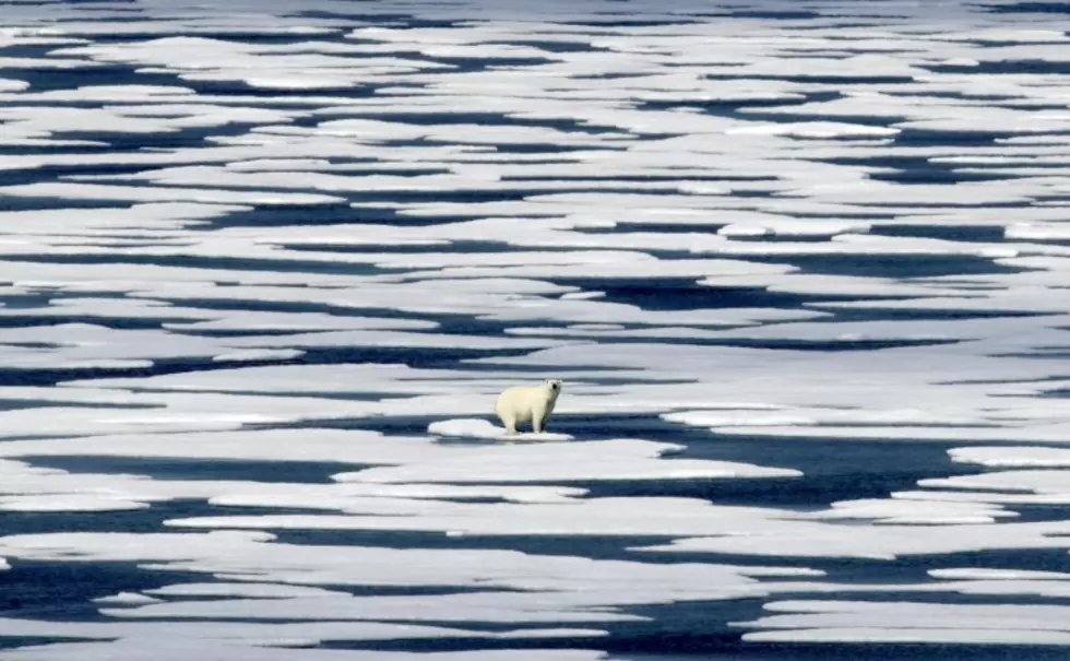 Scientists: Polar bears, narwhals can&#8217;t adapt quickly enough to climate change