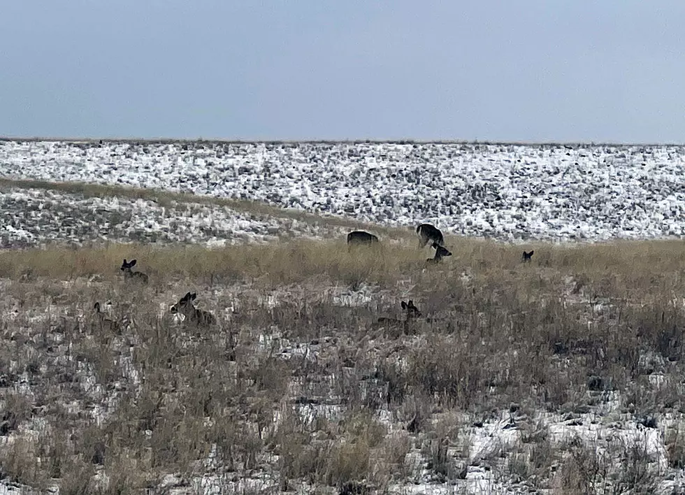 FWP reorganization could hamper science-based wildlife management, public input