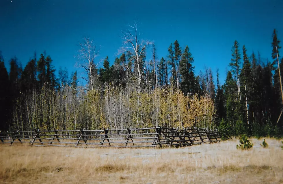 Opinion: Cattle grazing is the actual cause of aspen decline in the West