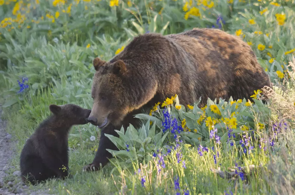 Group to sue feds, state over grizzly bears hurt by trapping