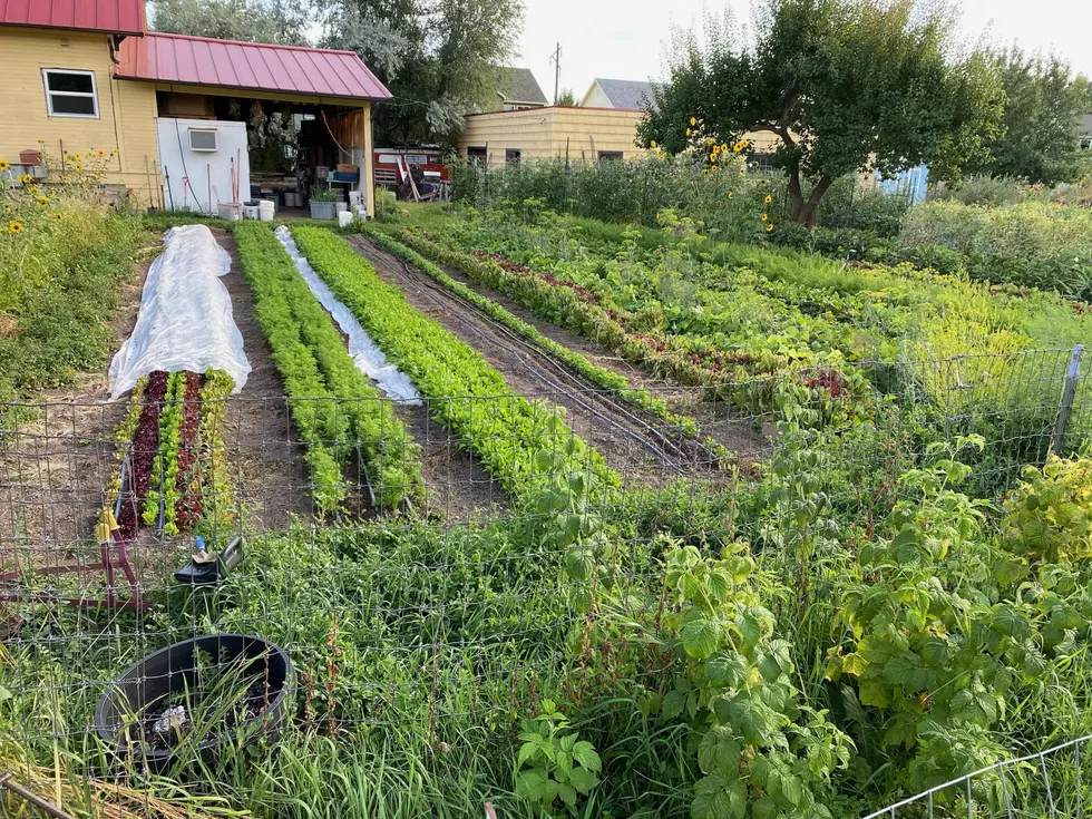 Sustainable MSO: It&#8217;s easier than ever to support local farms, local foods