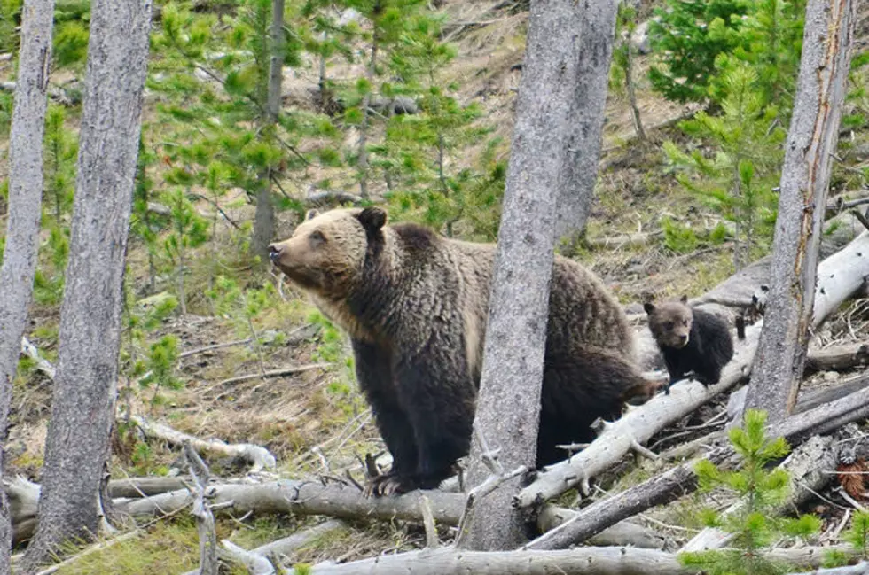 Ecologists model migration corridors between grizzly recovery areas