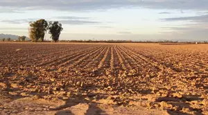 The future of San Joaquin Valley farming could be ‘dryland farming’