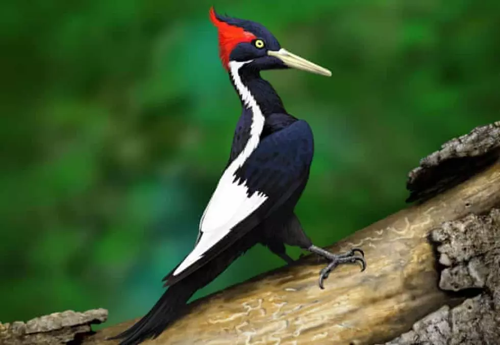 23 species declared extinct, including iconic N. American birds