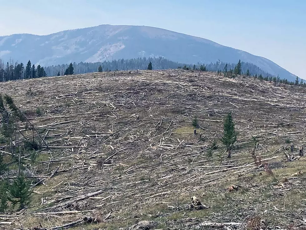 Viewpoint: Pintlar Face logging project will destroy habitat
