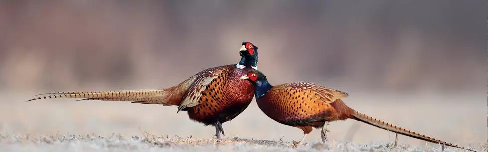 Montana hunters: Pheasant stocking hurts youth and birds