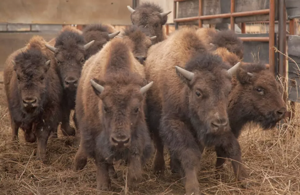 Gianforte, Knudsen try to stop American Prairie’s bison through political pressure