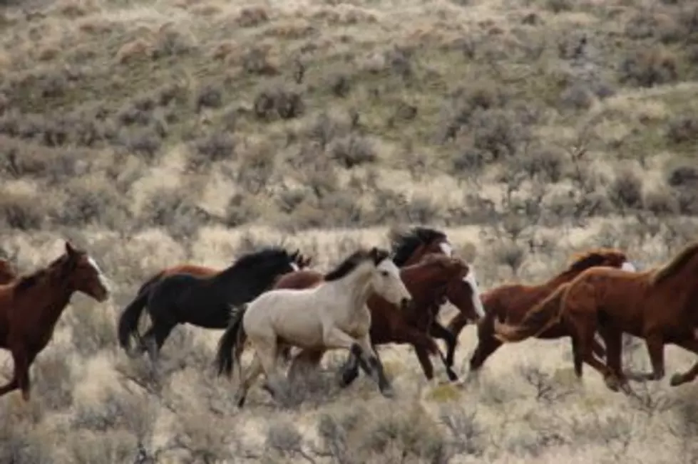 Viewpoint: The Montana solution for saving our nation’s wild horses