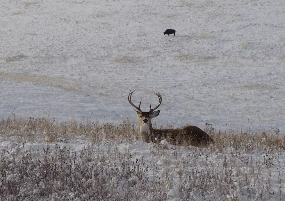Fears of wildlife-to-human jump of chronic wasting disease grows