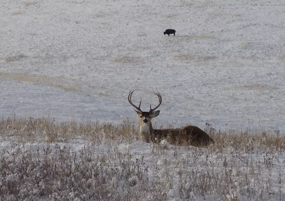 Feds agree to phase out lead ammo, tackle on wildlife refuges; strengthen species protection