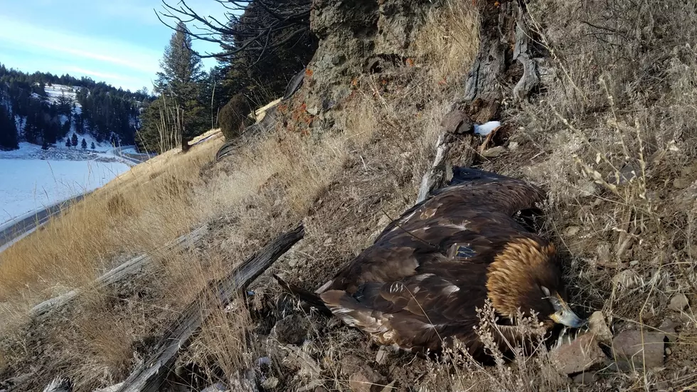 National study: Discharged lead ammo hinders eagle population growth, causes slow death