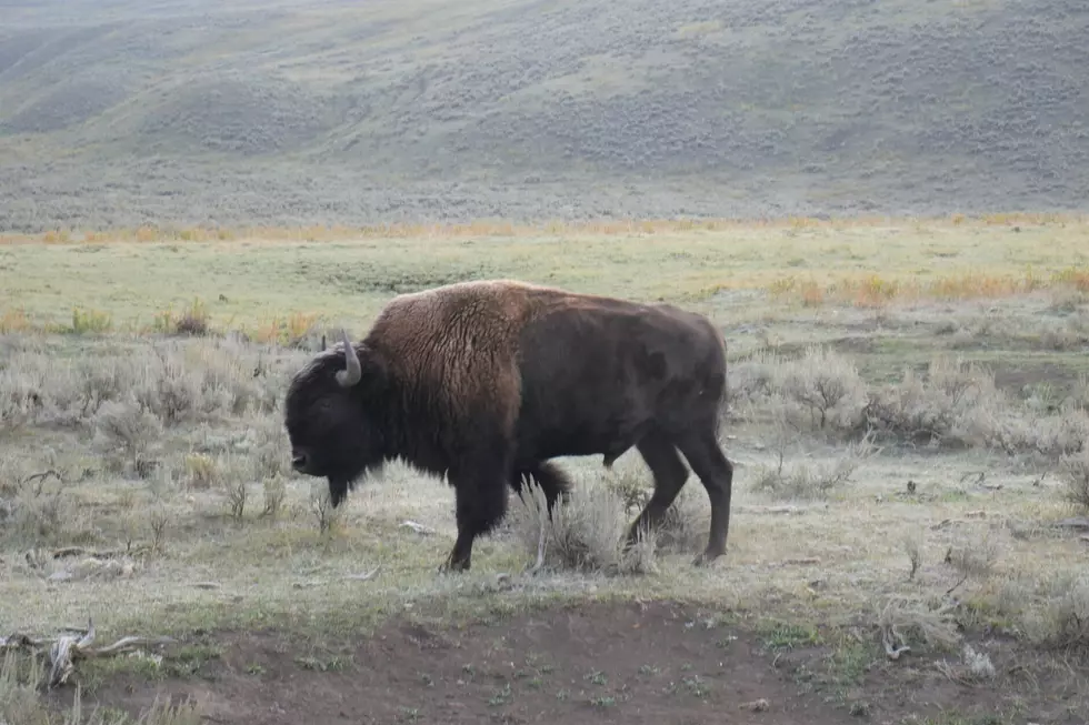 Ninth Circuit urged to address Montana bison hunt