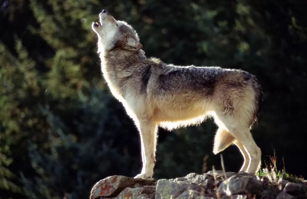 Viewpoint: Montana wolf policies finally &#8211; and rightly &#8211; taken to court