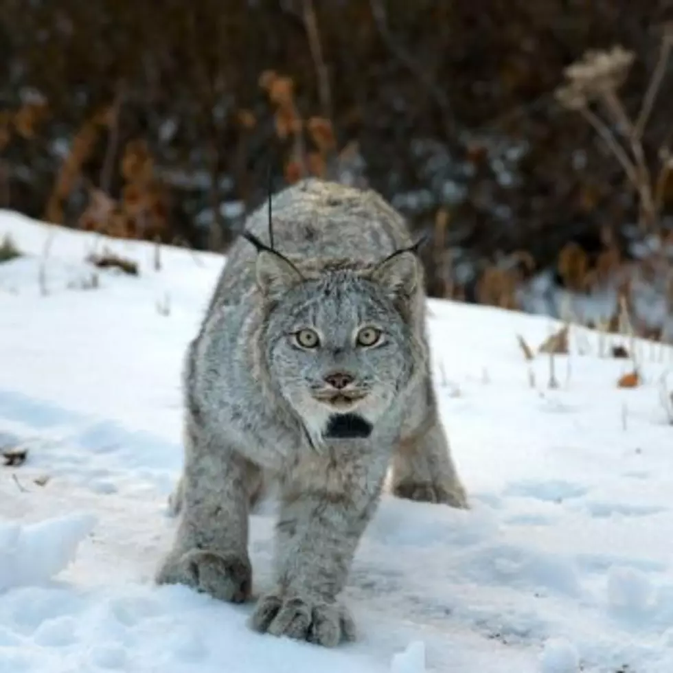 USFWS agrees to evaluate habitat critical to lynx recovery