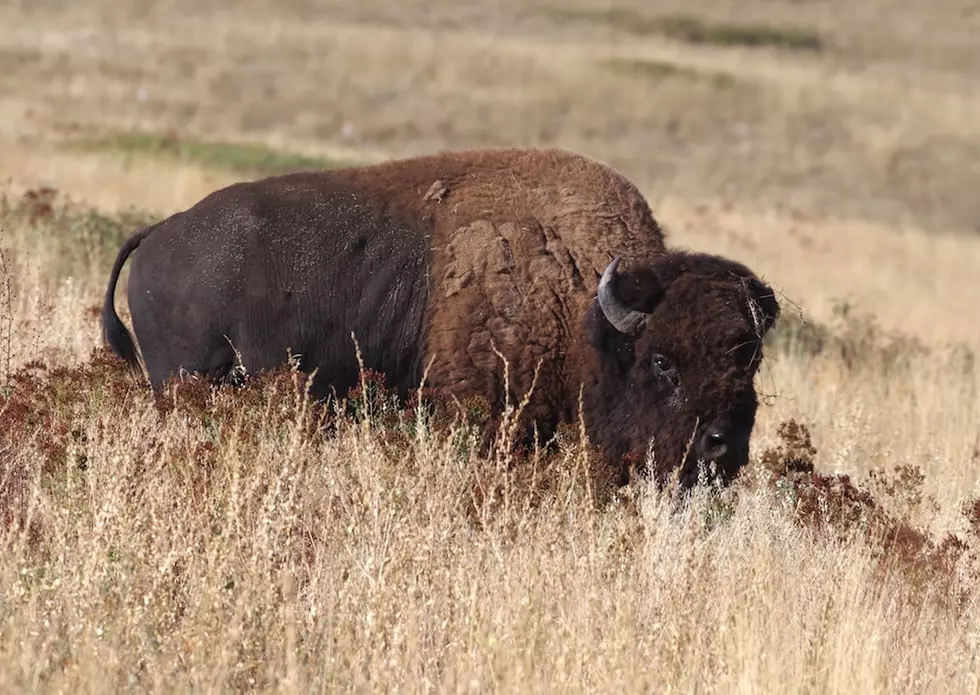 Woman gored by bison in Yellowstone National Park