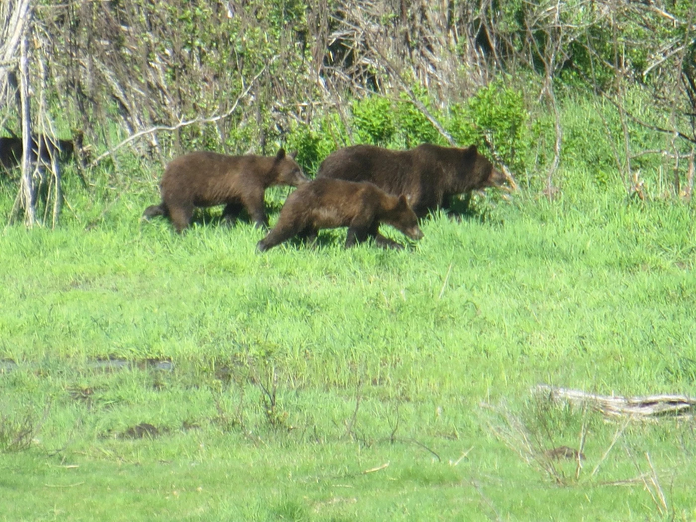 Grizzly Bear  National Wildlife Federation