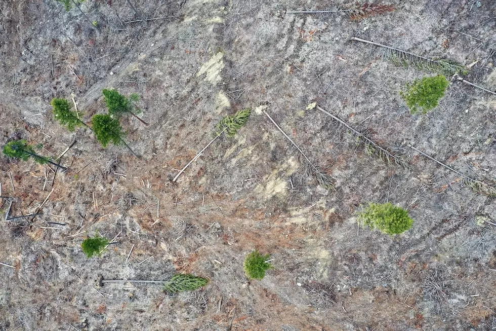 Lawsuit challenges logging project that threatens Cabinet-Yaak grizzlies