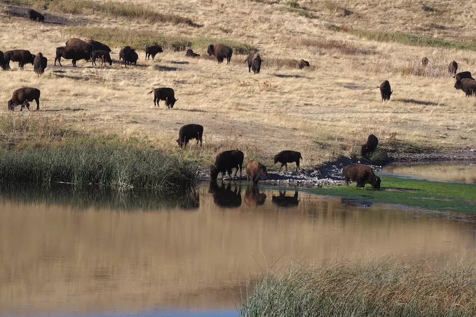 Viewpoint: 30% of last wild migratory buffalo have been removed