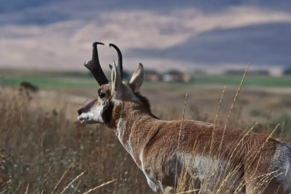 Montana sportsmen back bills to fund habitat, hunter access