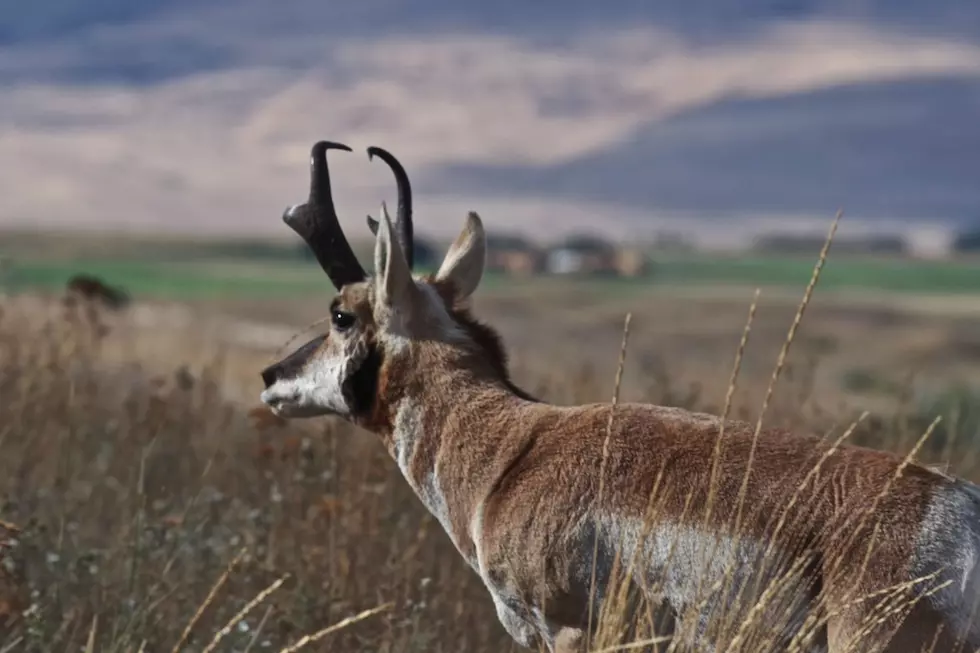 Is hunting in Montana a right or a privilege?