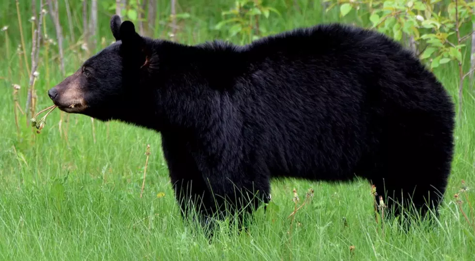 Conservationists appeal order protecting black bear baiting in grizzly territory