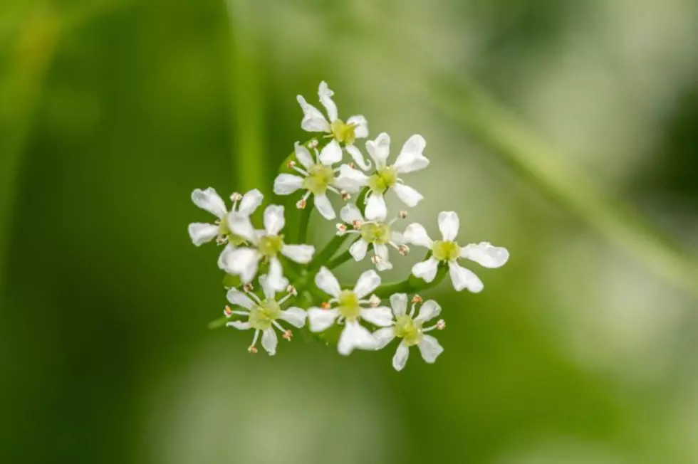 Missoula parks department nipping away at poison hemlock, Norway maple, invasive weeds