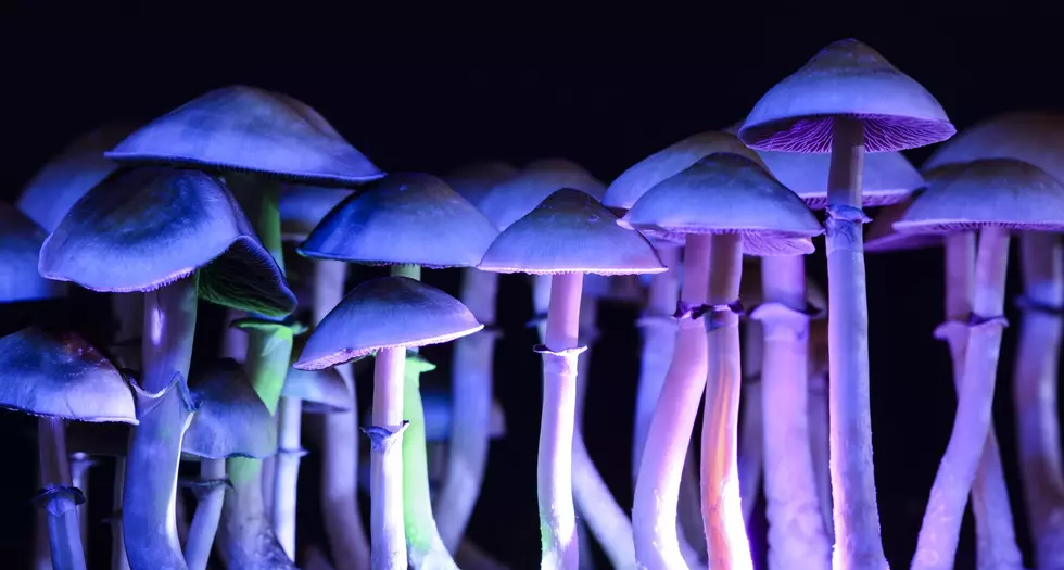 Magic mushroom board convenes in Colorado as deadline looms
