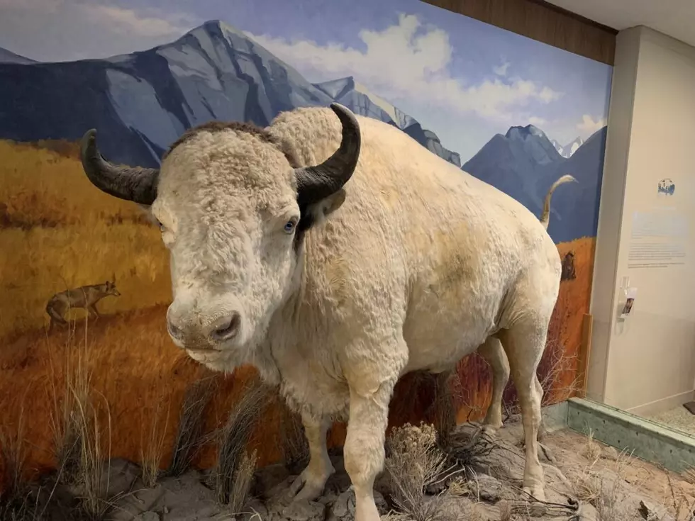 Historic white bison Big Medicine to be returned to Flathead Indian Reservation