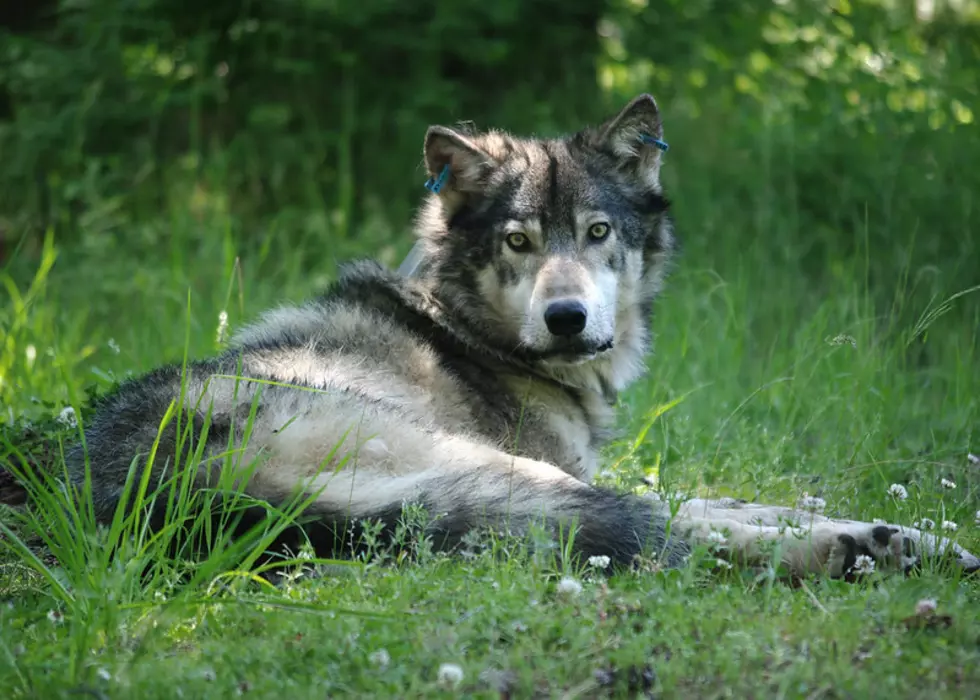 Viewpoint: Wolf management in Oregon is a train wreck