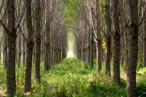 Missoula’s poplar farm nearing end as city seeks new effluent...