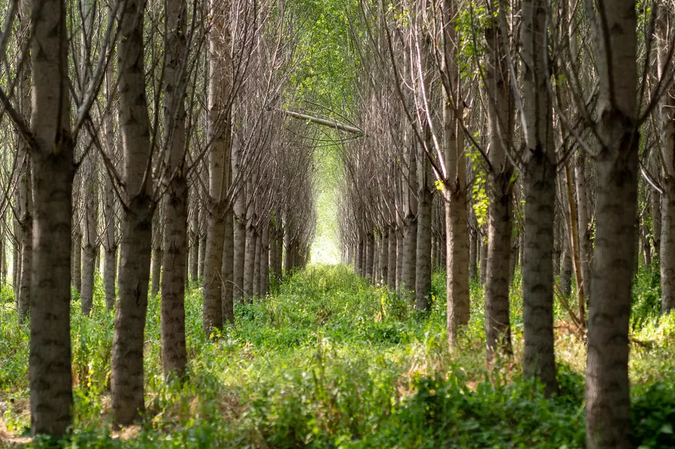 Missoula's poplar experiment ends; city seeks wastewater options