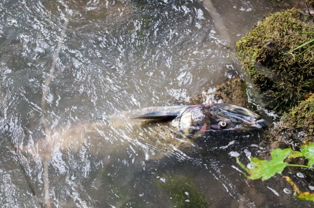 Salmon carcasses fill Oregon rivers. It's all part of the plan