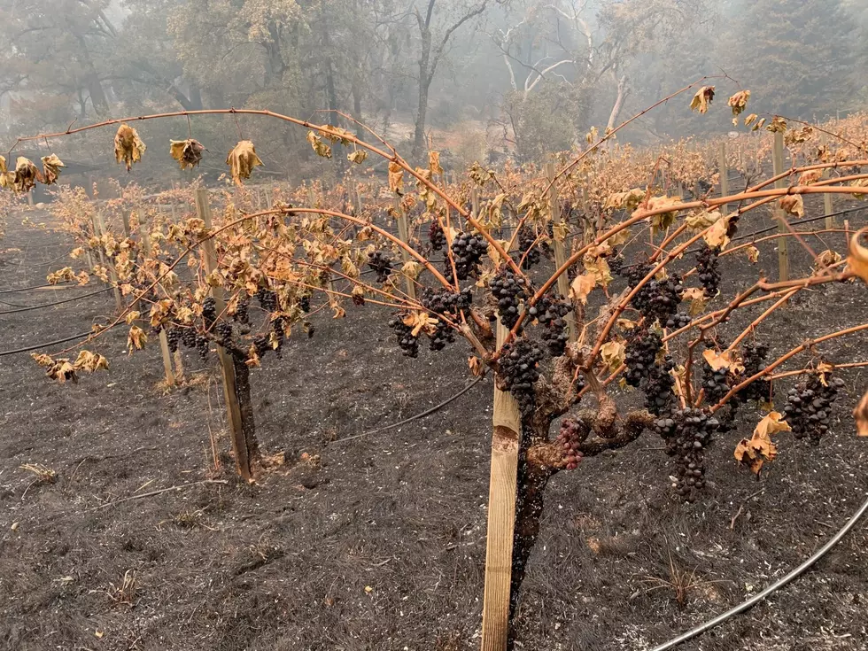 Napa winemaker balks at county demand to replant wildfire-prone trees