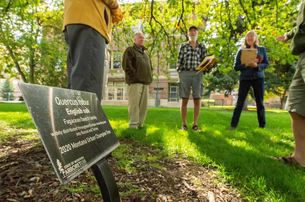 True champions: UM campus home to some of the biggest trees in the state