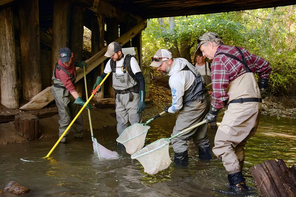 No fish left behind: Trout Unlimited, FWP work to rescue fish in drying ditches