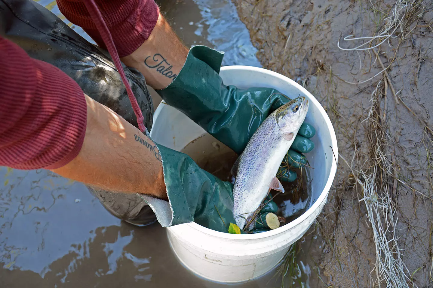 No fish left behind: Trout Unlimited, FWP work to rescue fish in drying  ditches