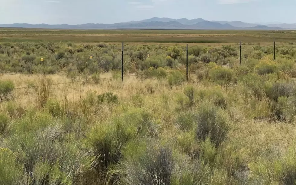 Half of sagebrush rangelands are on the brink of collapse – scientists have a plan to revive them