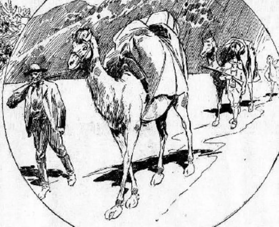 Harmon&#8217;s Histories: Camels once did duty as pack animals, to mules&#8217; and whiskey lovers&#8217; chagrin