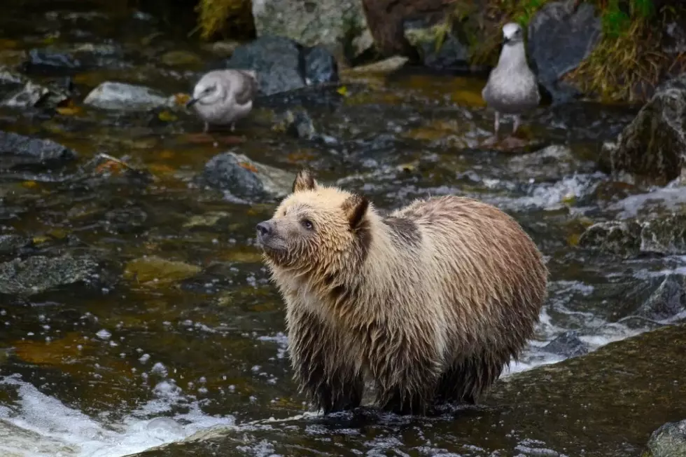 Grizzly bears may return to North Cascades after all