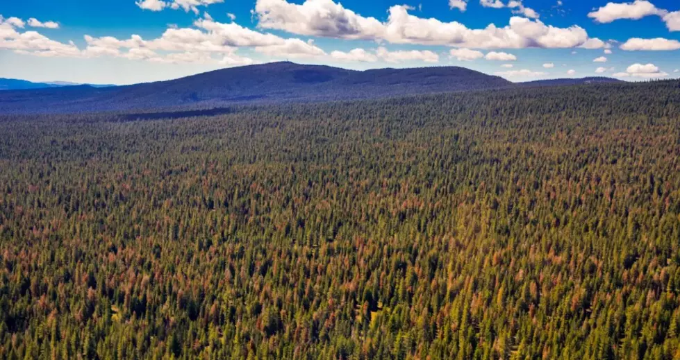 Climate change driving ‘firmageddon’ in Pacific Northwest forests