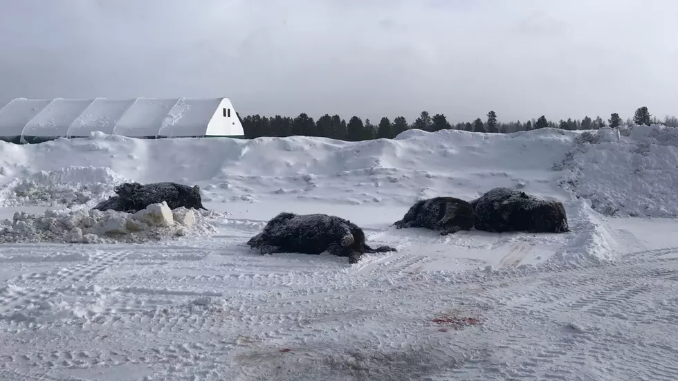 13 bison killed in West Yellowstone vehicle crash on Highway 191