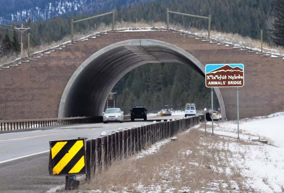 Bill to provide match for wildlife crossing funds moves forward
