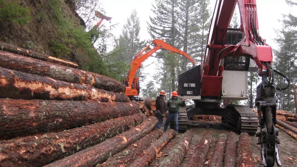 Oregonians express mixed feelings about benefits of logging, survey says