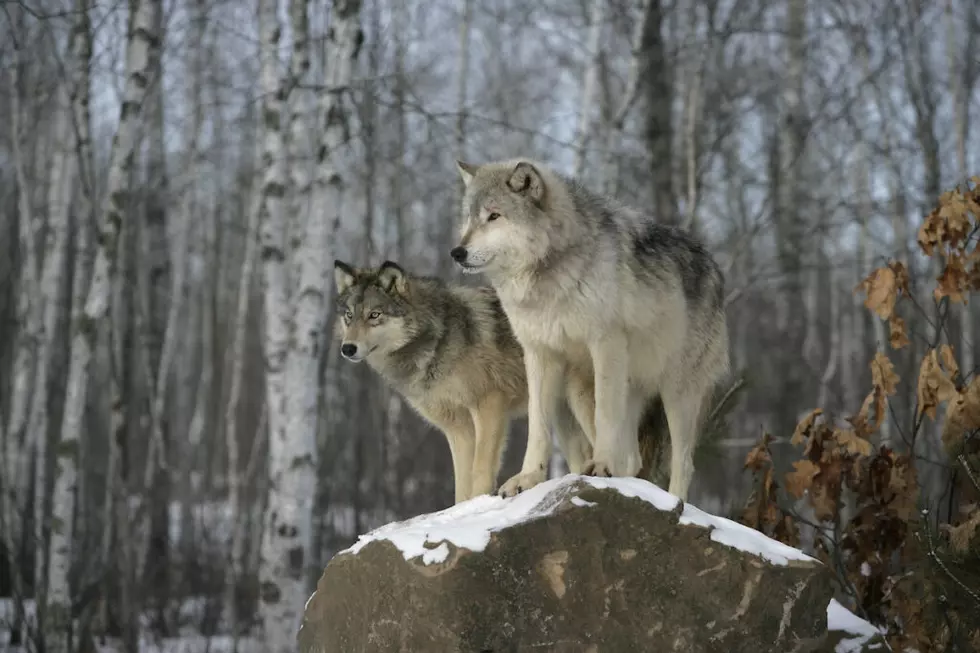 Gov. Gianforte calls for new wolf management plan