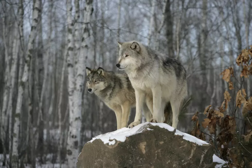 Biden administration relists gray wolves as endangered