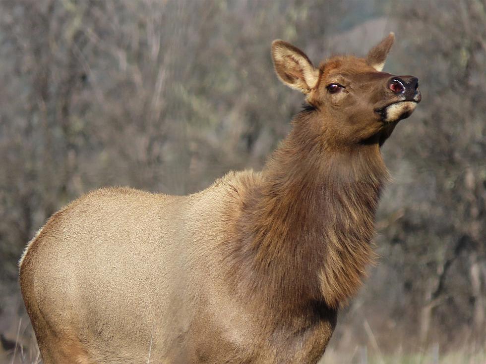 National Park Service plan for Northern California Tule elk cleared by judge